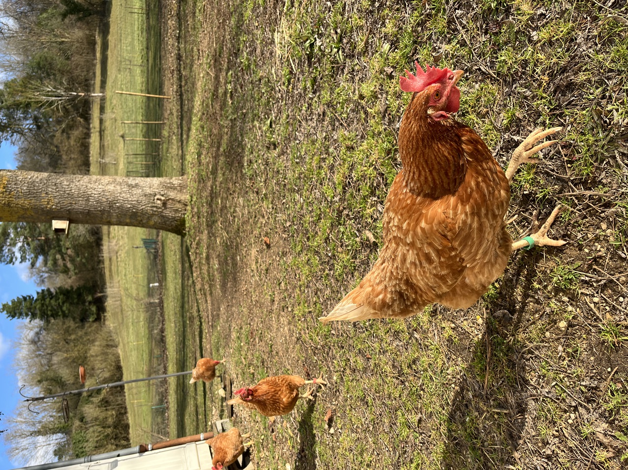 Gite Village du Domaine de Puy Le Comte, Montamisé - photo 9