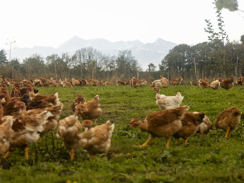Ferme Marcotte