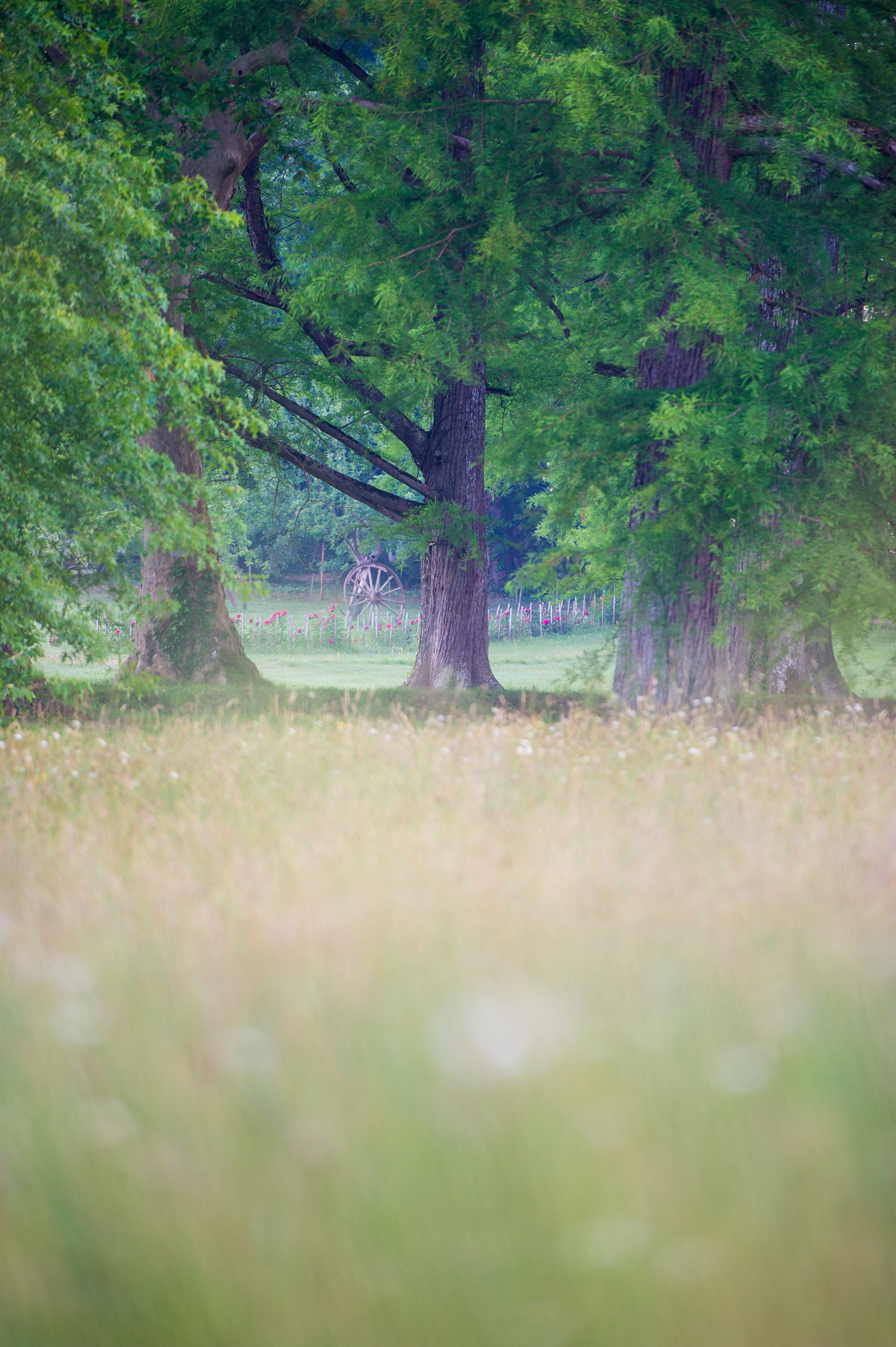 Parc du Château Siaurac, Néac - photo 4