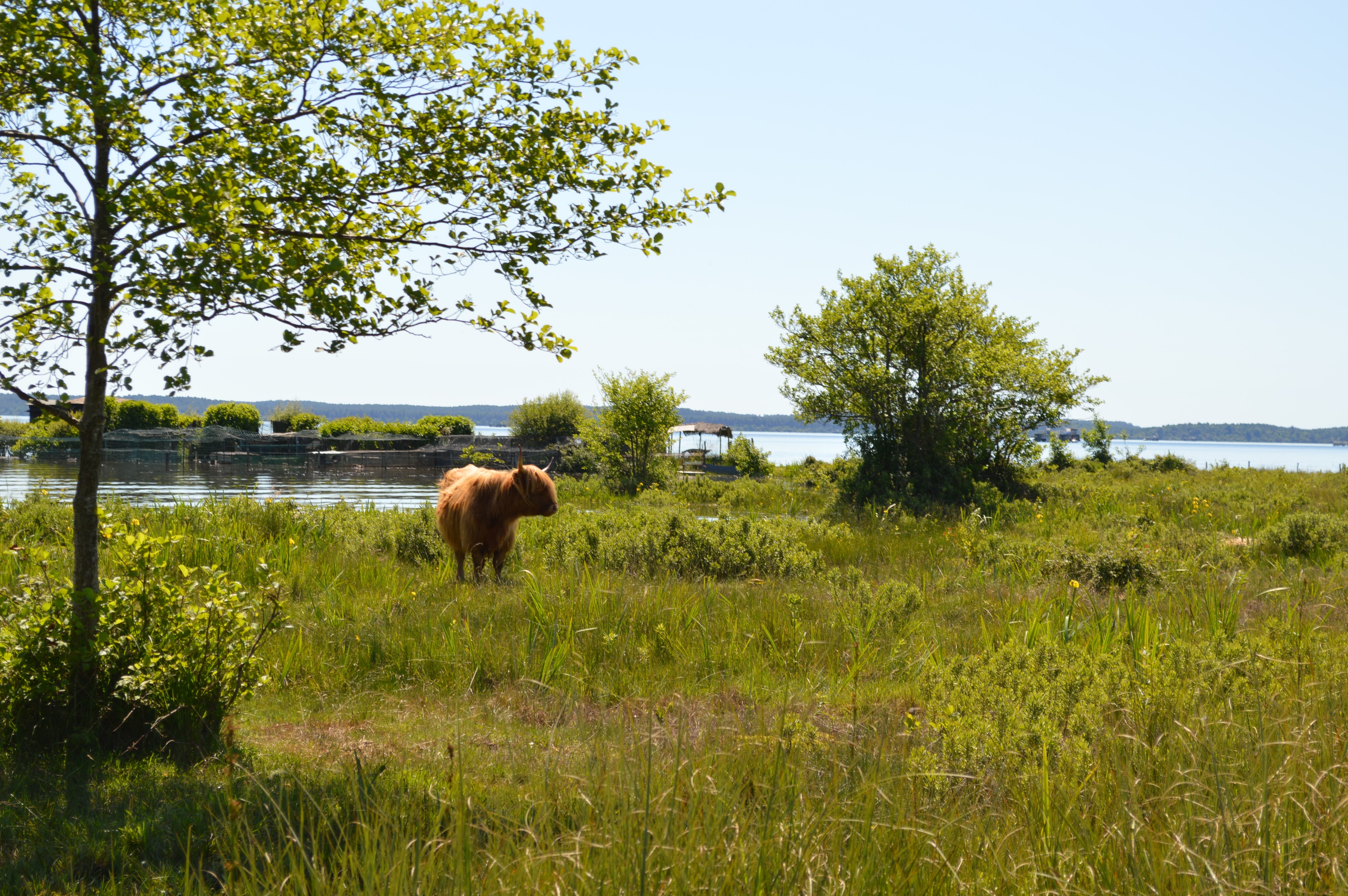 Découverte des prairies au bord du lac de Sanguinet — visuel événement