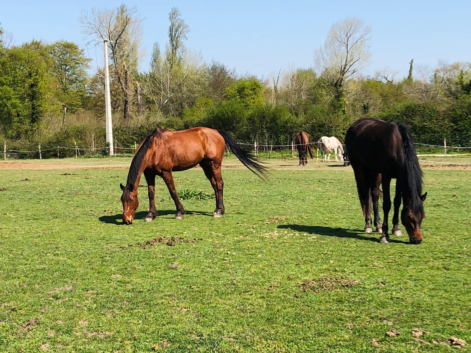 Gîte du Haras de l'Olivier - photo 4