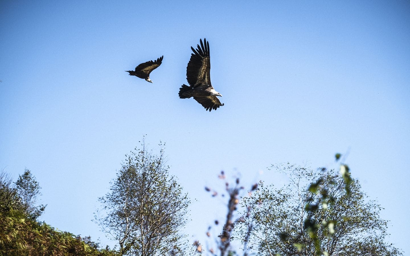 Découverte des rapaces