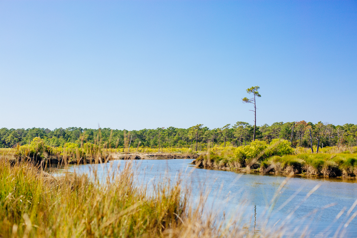Les Près-Salès d'Arès et de Lège - Réserve Naturelle, Lège-Cap-Ferret - photo 5