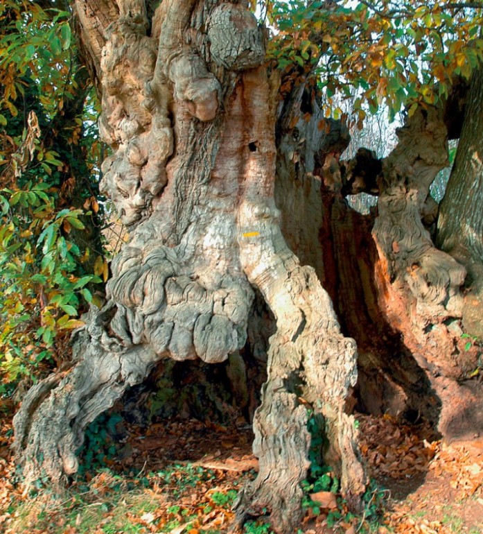 Les bois de Celles
