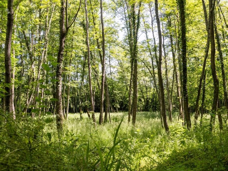 Boucle Lignan-de-Bordeaux/ Cénac, Lignan-de-Bordeaux - photo 12