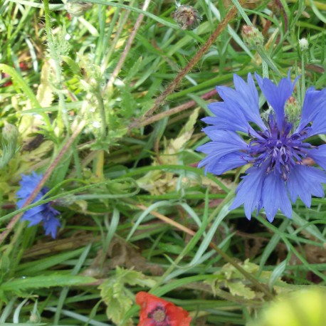 Mairé-Levescault - Les Grands Bois