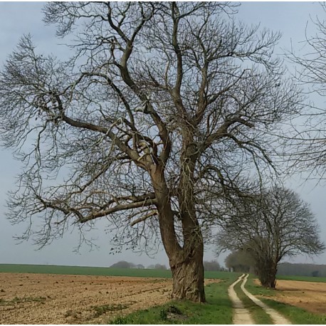Saint-Vincent-La-Châtre - Le Plan de la Talle Ronde