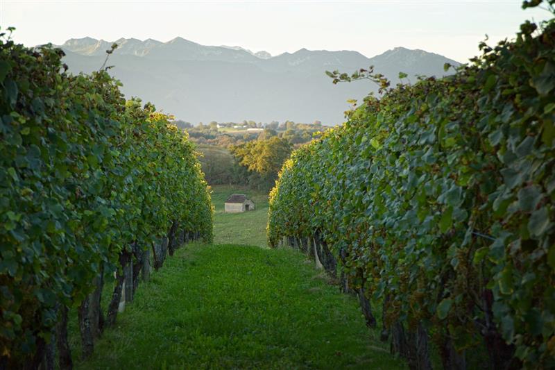 Vignobles de Cuqueron