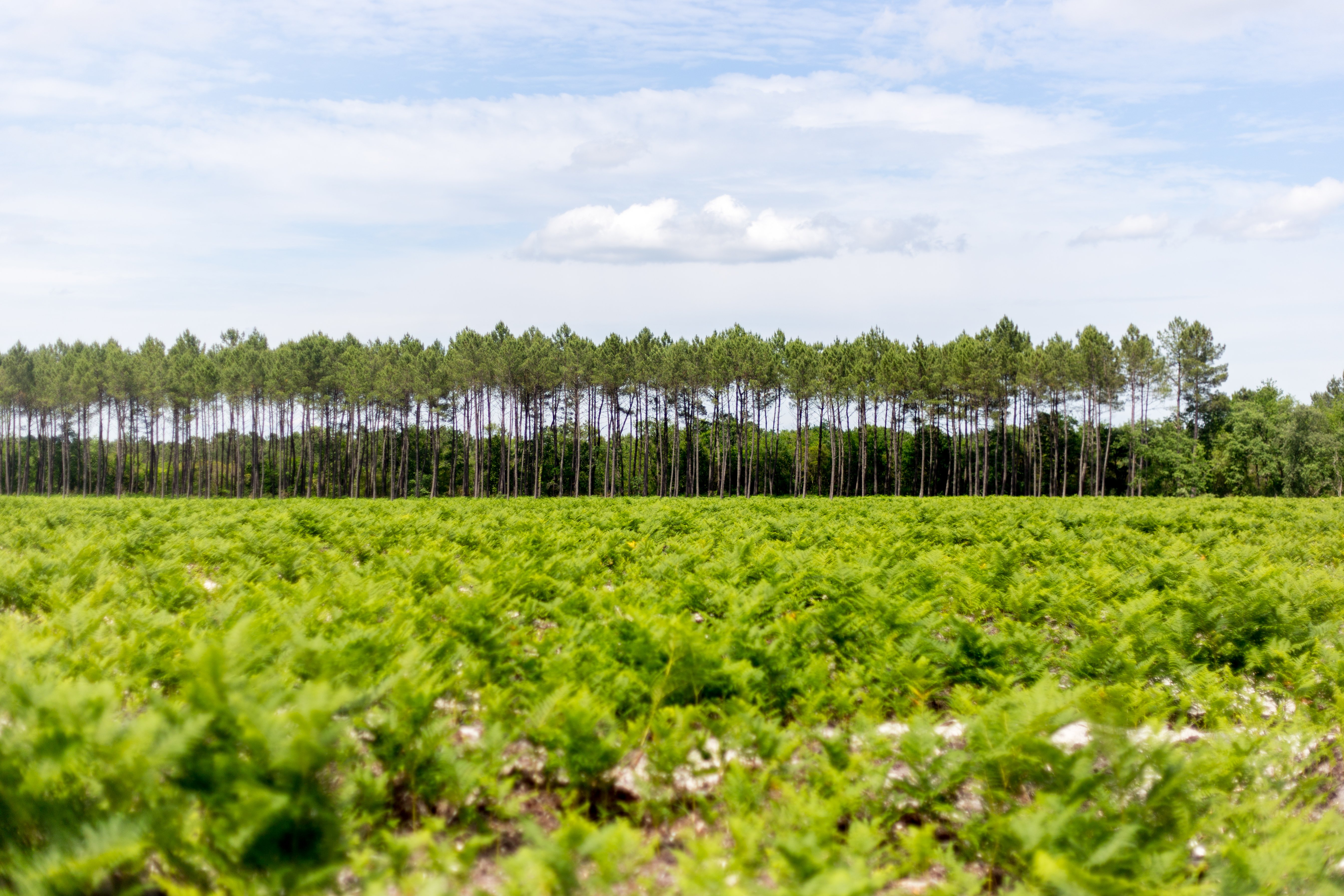 Lugos : sur les traces du Vieux Lugo, Lugos - photo 3