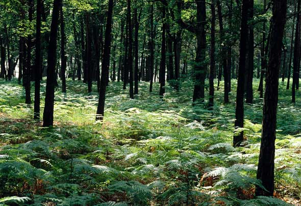 GRP® Vouillé la Bataille