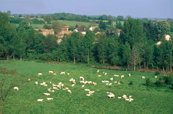 GRP® Nouaillé Maupertuis, Poitiers - photo 2