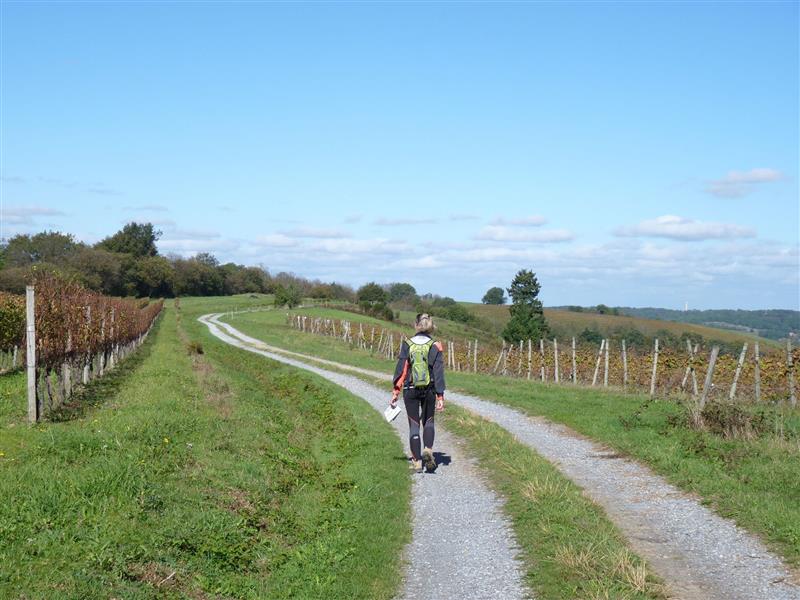 ConchezdeBéarn entre architecture et vignoble en CONCHEZDEBEARN