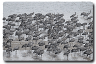 Maison de site d'Arjuzanx, Morcenx-la-Nouvelle - photo 9