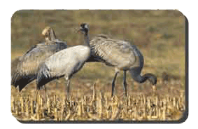 Observatoire de Bedade