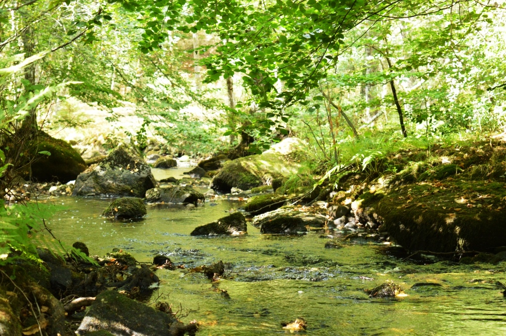 Au coeur du Plateau - 2 km, Saint-Merd-les-Oussines - photo 2