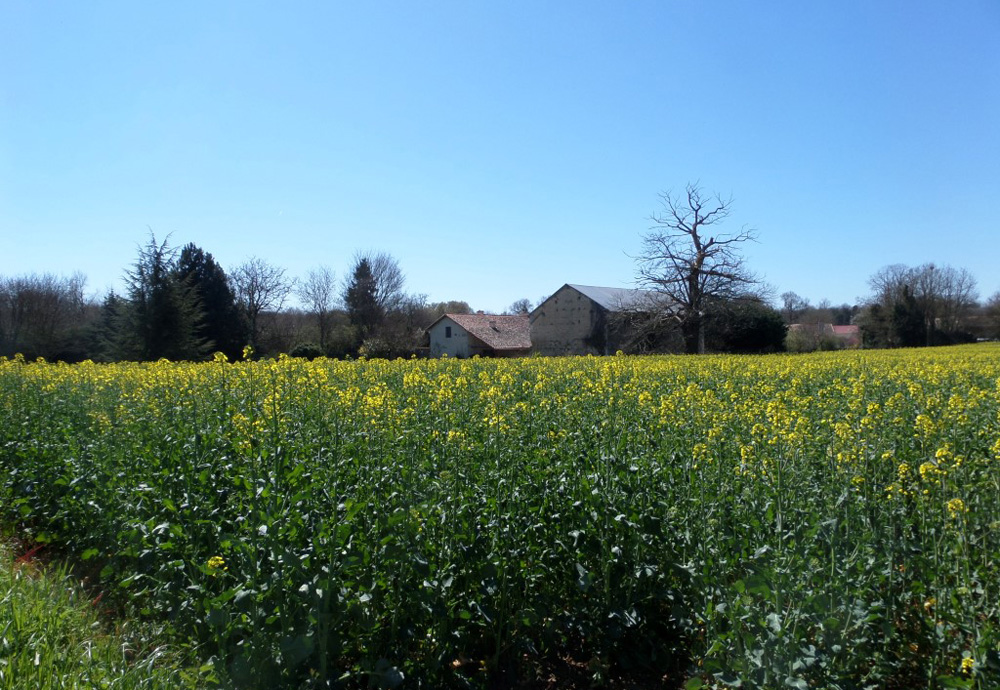 La Roseraie, Romagne - photo 6