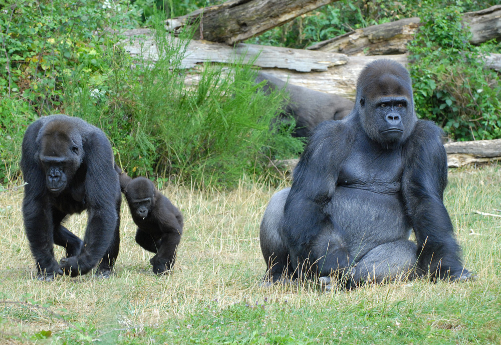 La Vallée des Singes