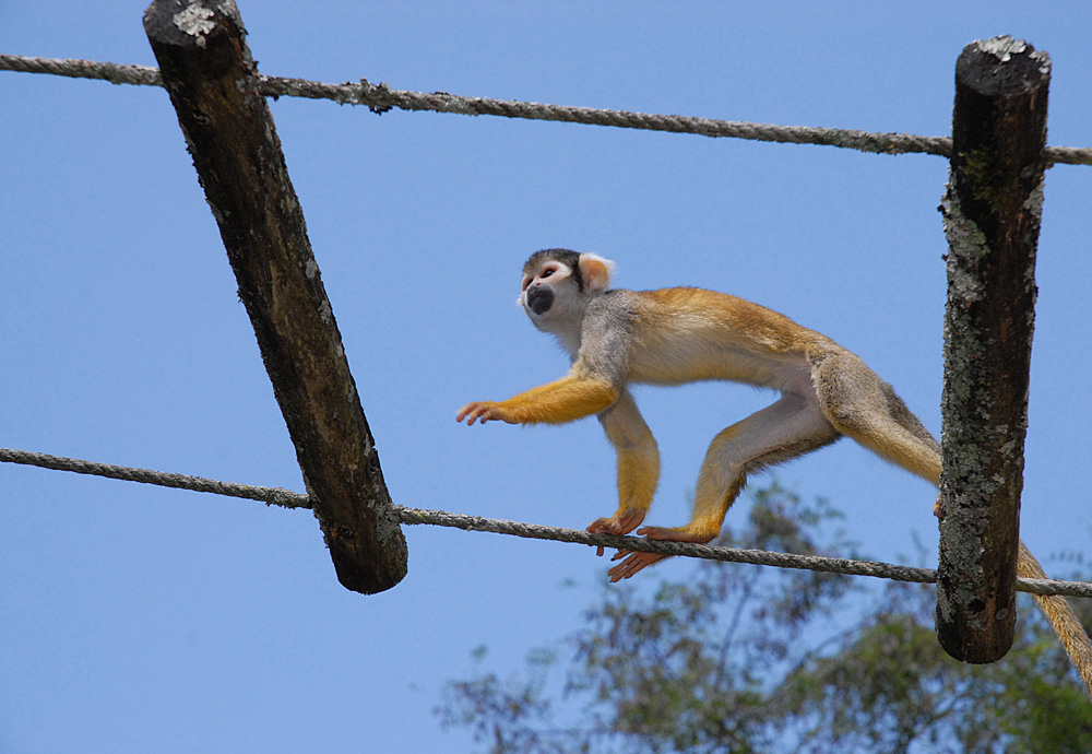 La Vallée des Singes, Romagne - photo 24