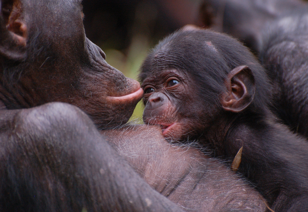 La Vallée des Singes, Romagne - photo 3