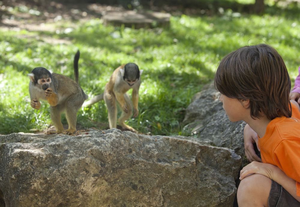 La Vallée des Singes, Romagne - photo 20