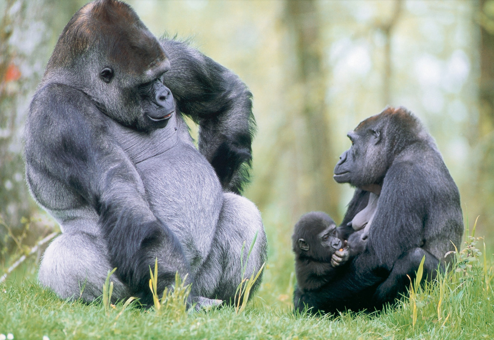 La Vallée des Singes, Romagne - photo 4