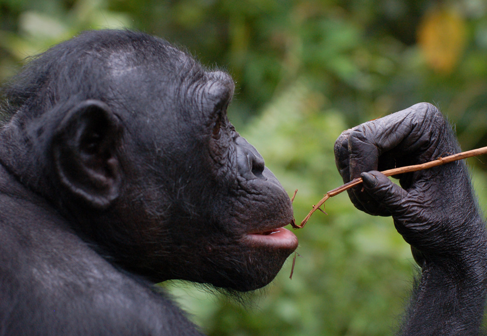 La Vallée des Singes, Romagne - photo 16