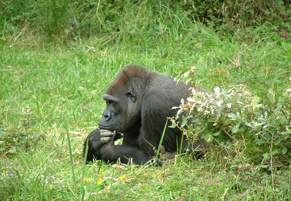 La Vallée des Singes, Romagne
