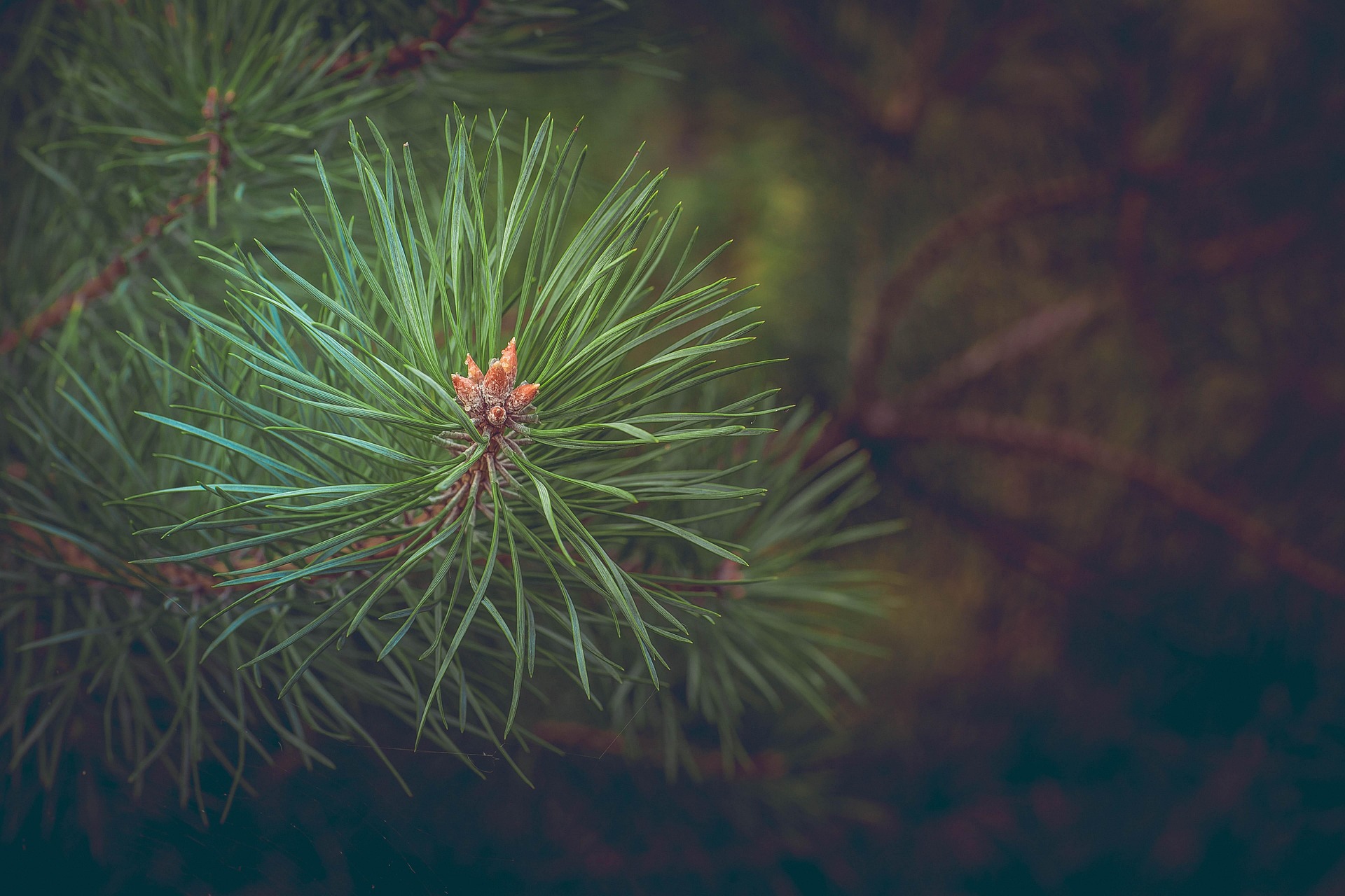 Balade en histoire : la nature landaise