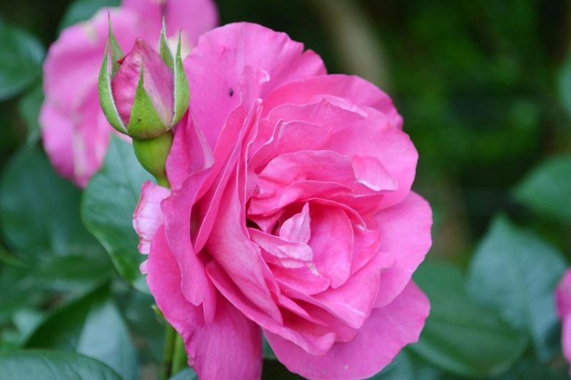 Parc Eden et Sens, Ginestet - photo 7