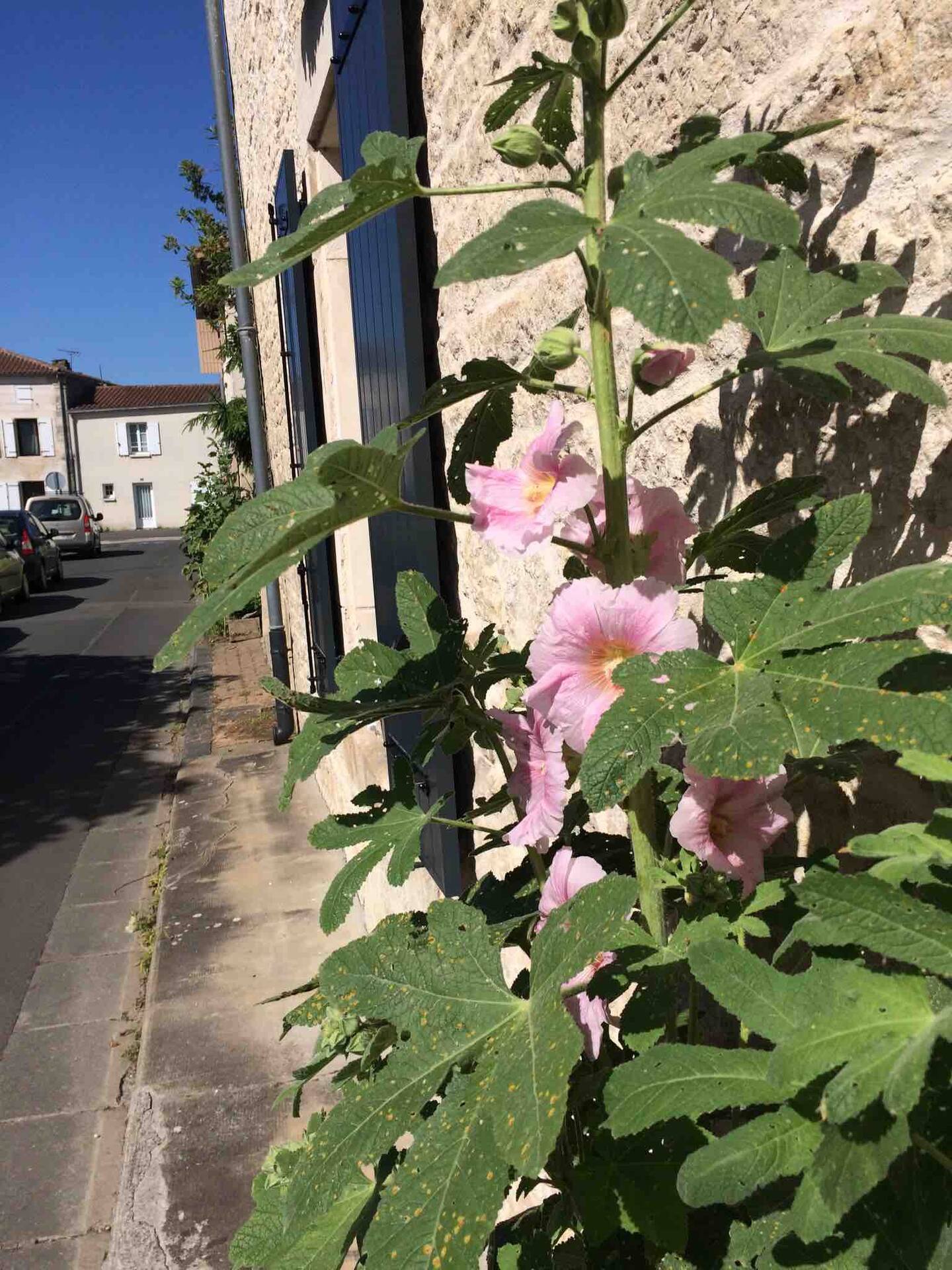 La rose trémière — photo 3