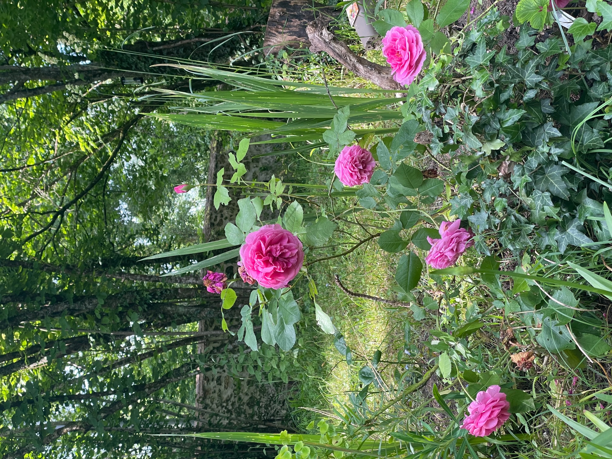Les apparts de Céline - Rez-de-Chaussée, La Roche-Posay - photo 32