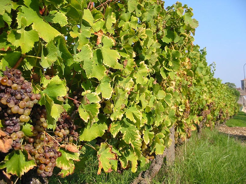 Boucle de Rouffignac de Sigoulès