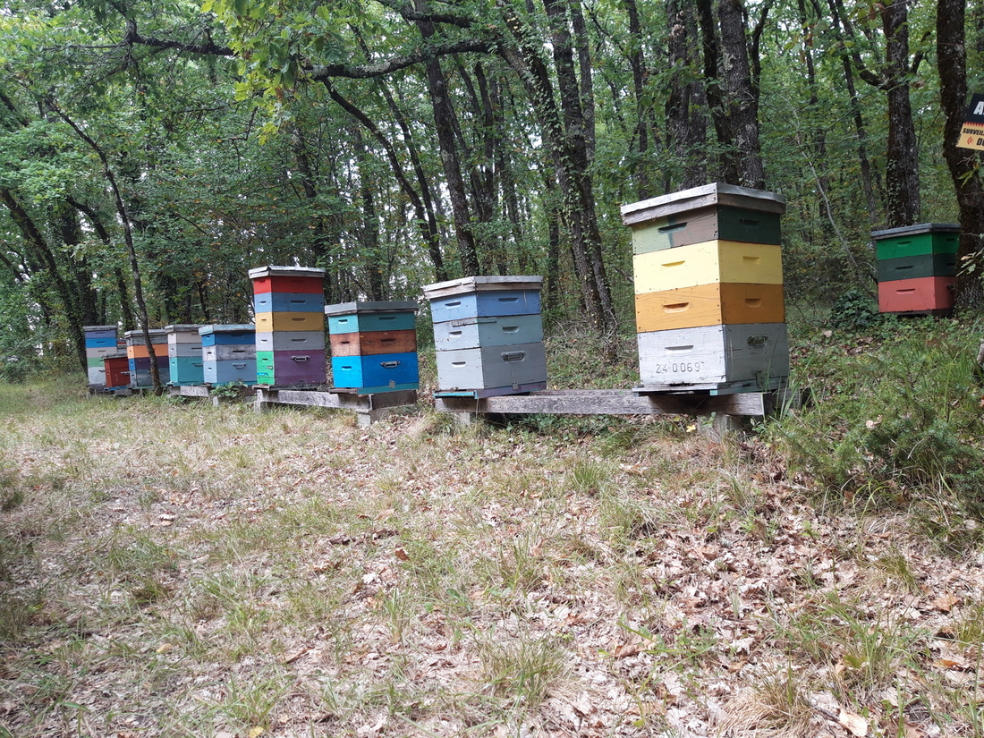 Apiculture Bobineau - photo 2