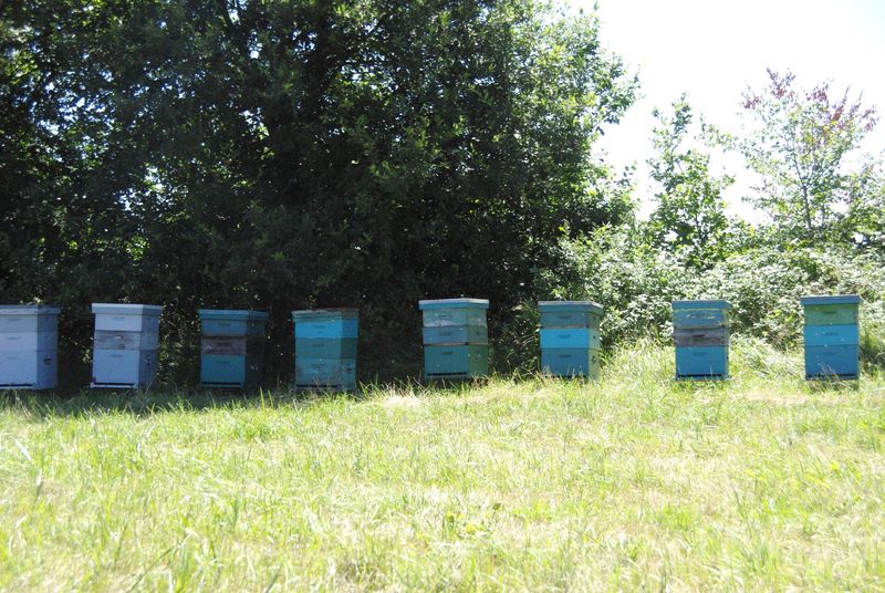 Boucle de la Tour Blanche, La Tour-Blanche-Cercles - photo 3