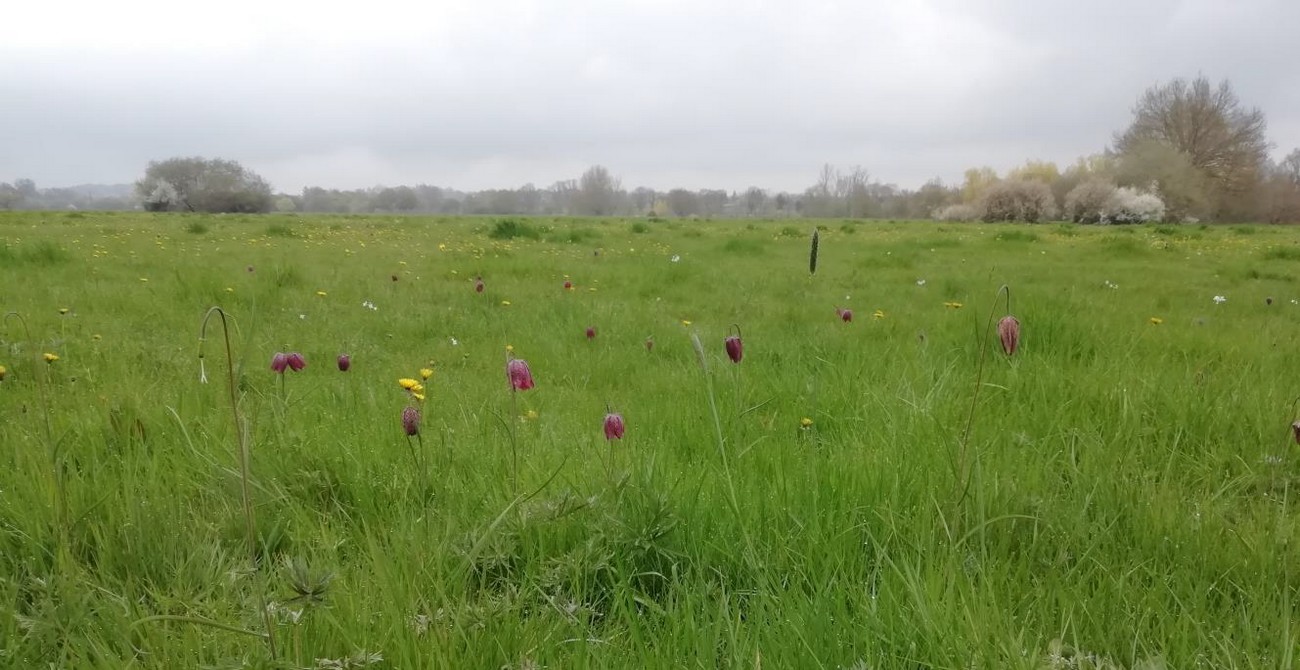Espace Naturel Sensible La Prée des Cosses, Saint-André-sur-Sèvre