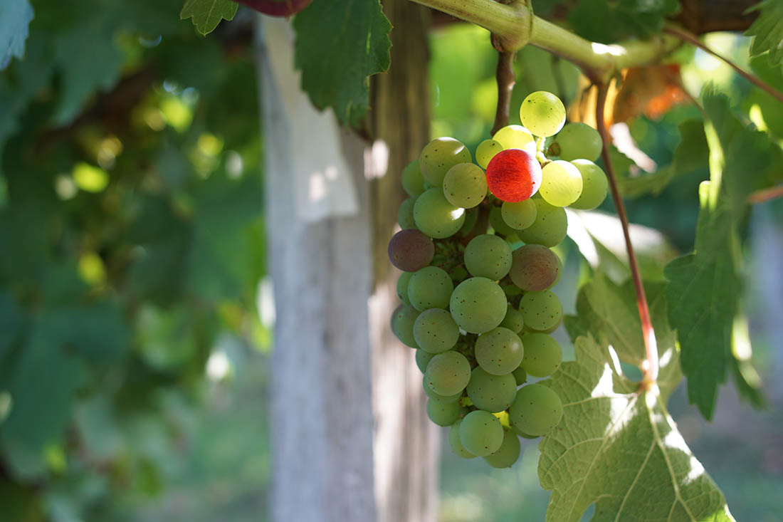 Boucle des chênes, Saint-Sauveur - photo 2