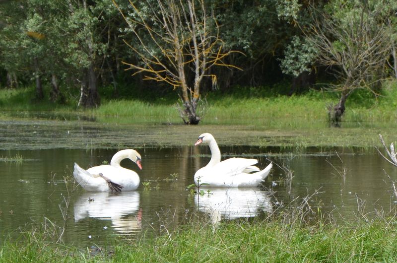Lac du Salabert, Lacépède - photo 12