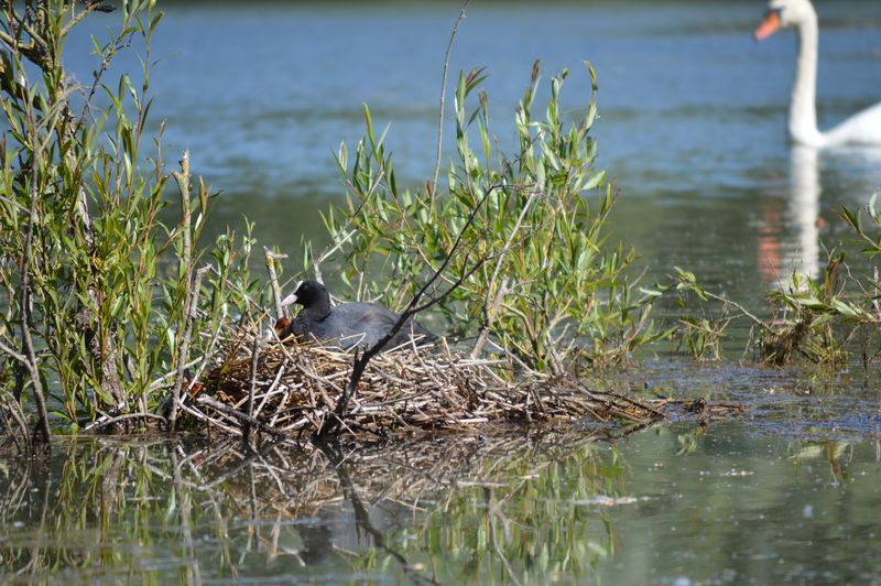 Lac du Salabert, Lacépède - photo 8