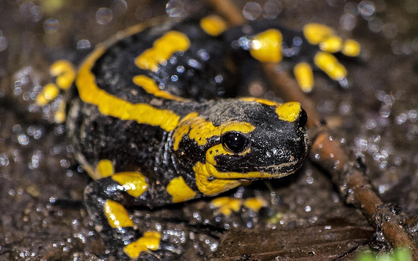 Sortie nature CPIE Pays Basque : "La double vie des amphibiens", Estérençuby