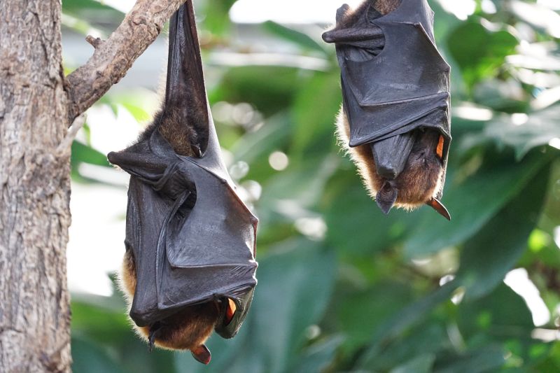 A la rencontre des reines de la nuit