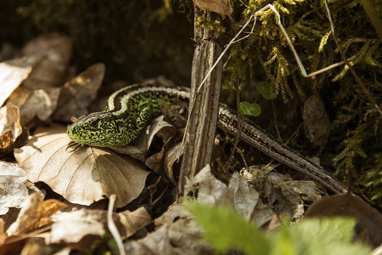 Accueil posté : « spécial reptiles »