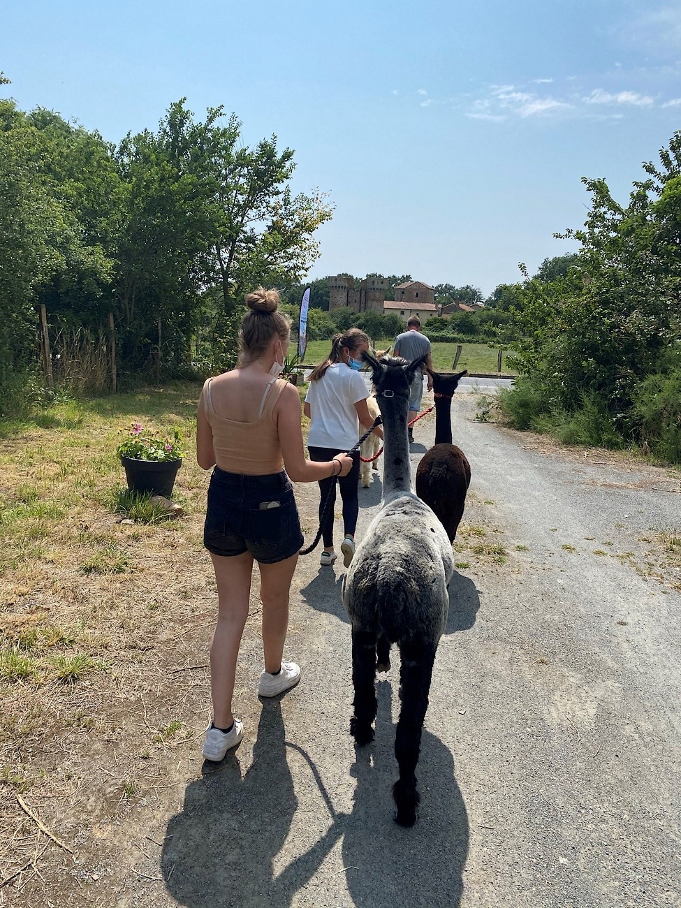 La Petite Ferme d'Alpagas Sanzay, Argentonnay