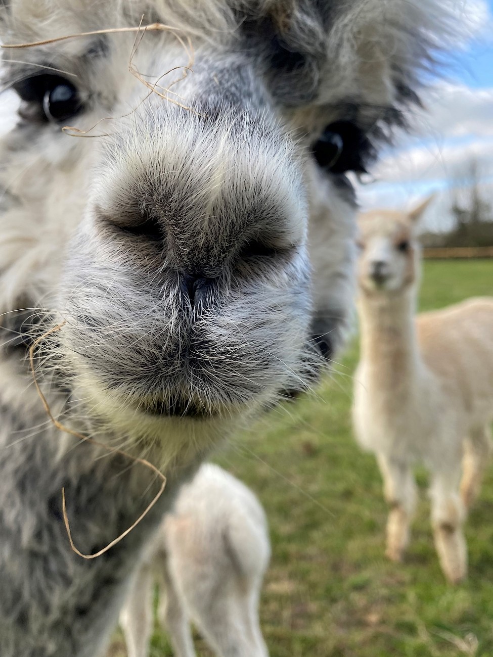 La Petite Ferme d'Alpagas Sanzay, Argentonnay - photo 6