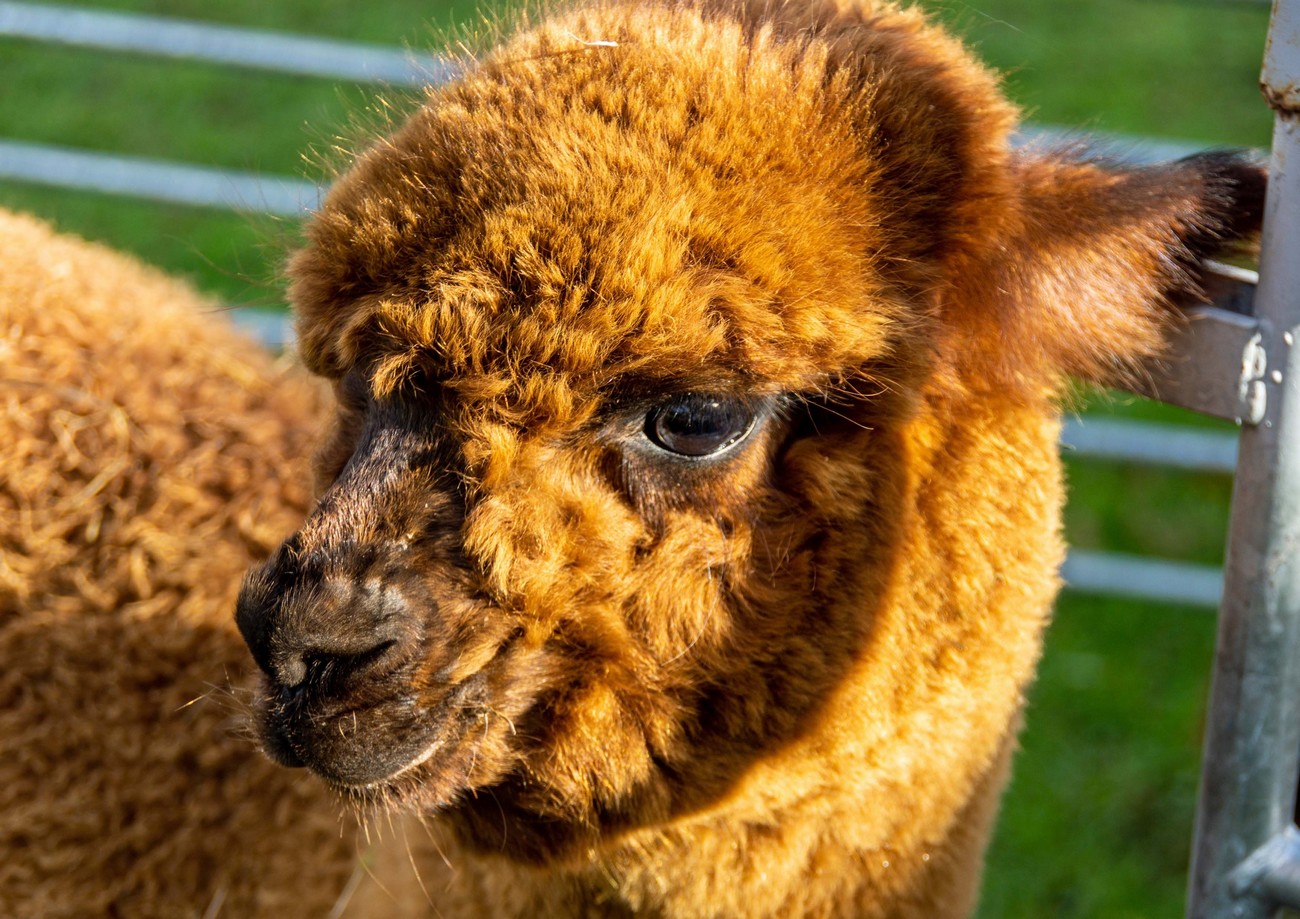 La Petite Ferme d'Alpagas Sanzay, Argentonnay - photo 11