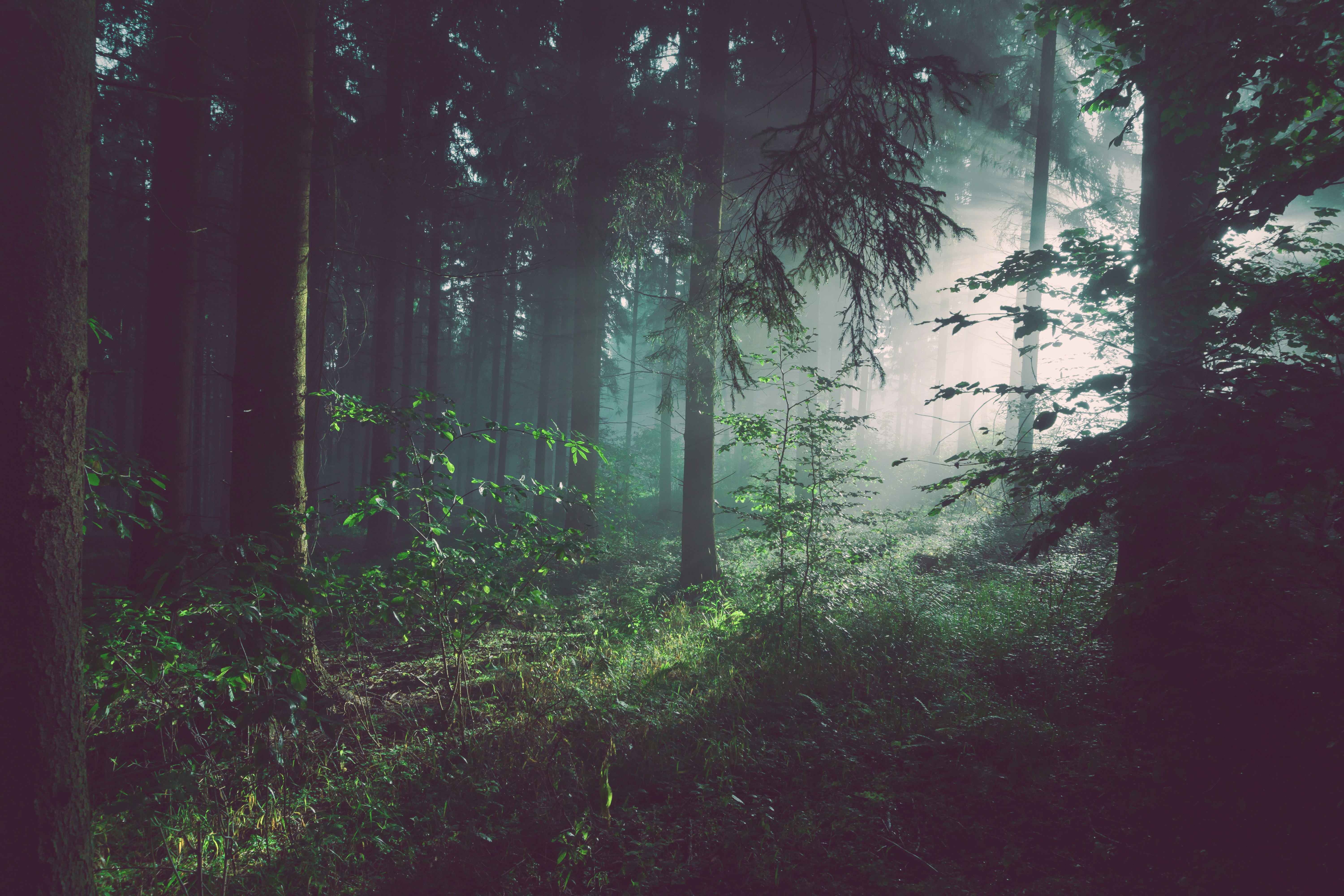 Les Nuits des Forêts en Vallée de la Dordogne Corrézienne