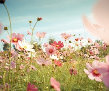 VISITE ACCOMPAGNÉE : SECRETS DES FLEURS ET DES PLANTES