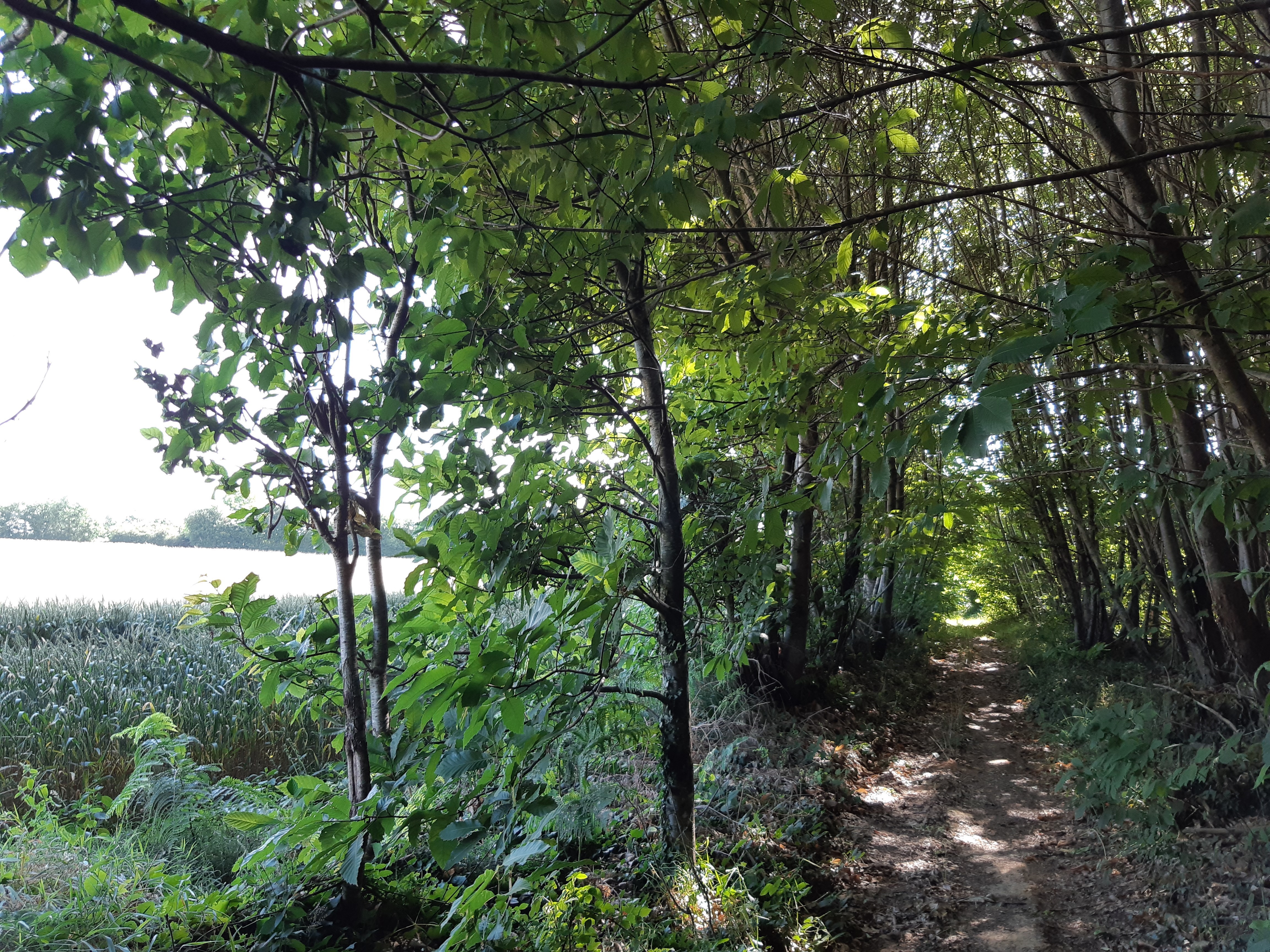 Les Bois de la Garde - Melle — photo 3