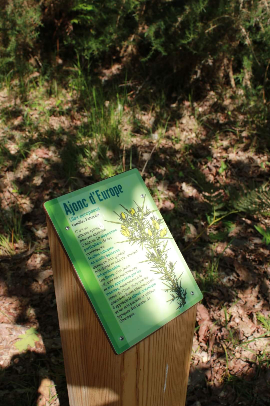 Site de la Lagune d'Hournaou, Biscarrosse - photo 2