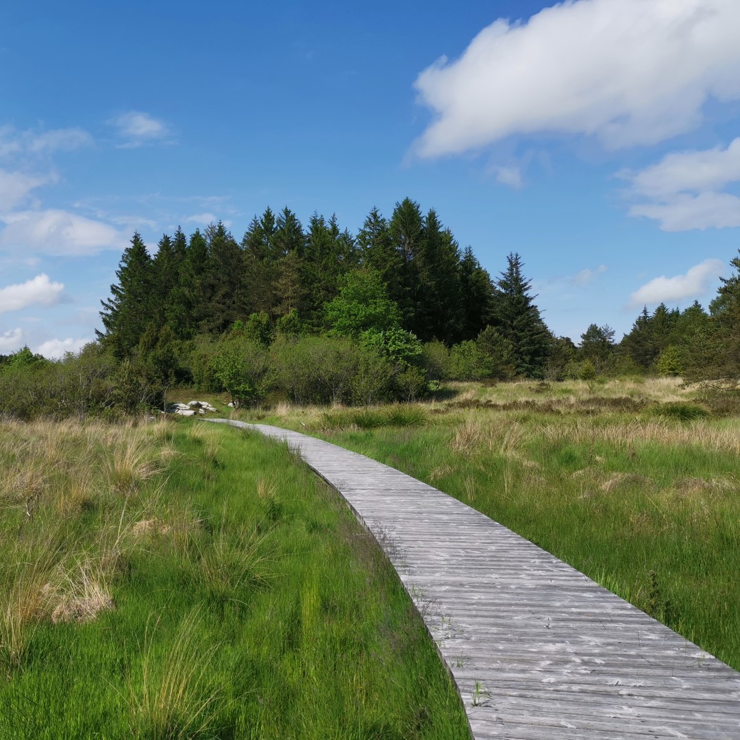 La Tourbière de la Mazure, Royère-de-Vassivière