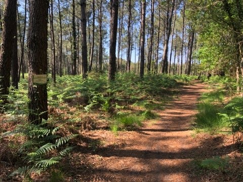 A Vieux-Boucau, sentier Lous douys